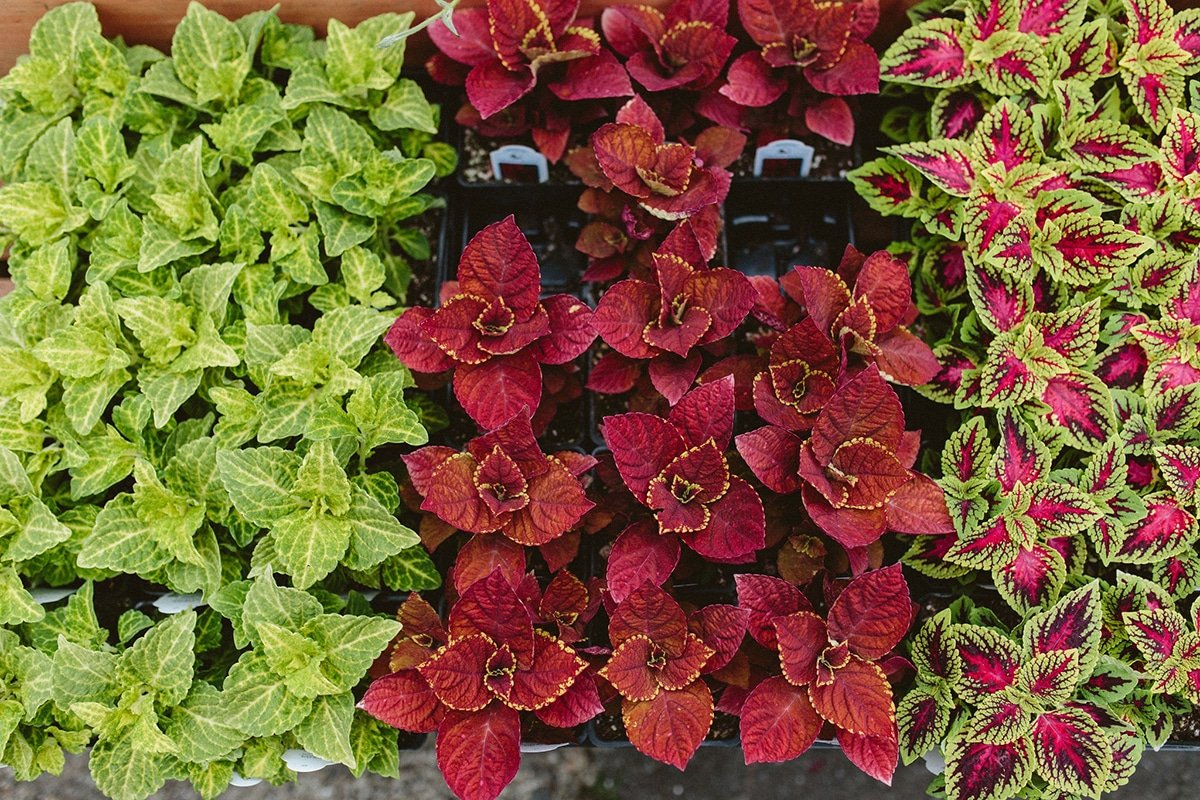 coleus varieties