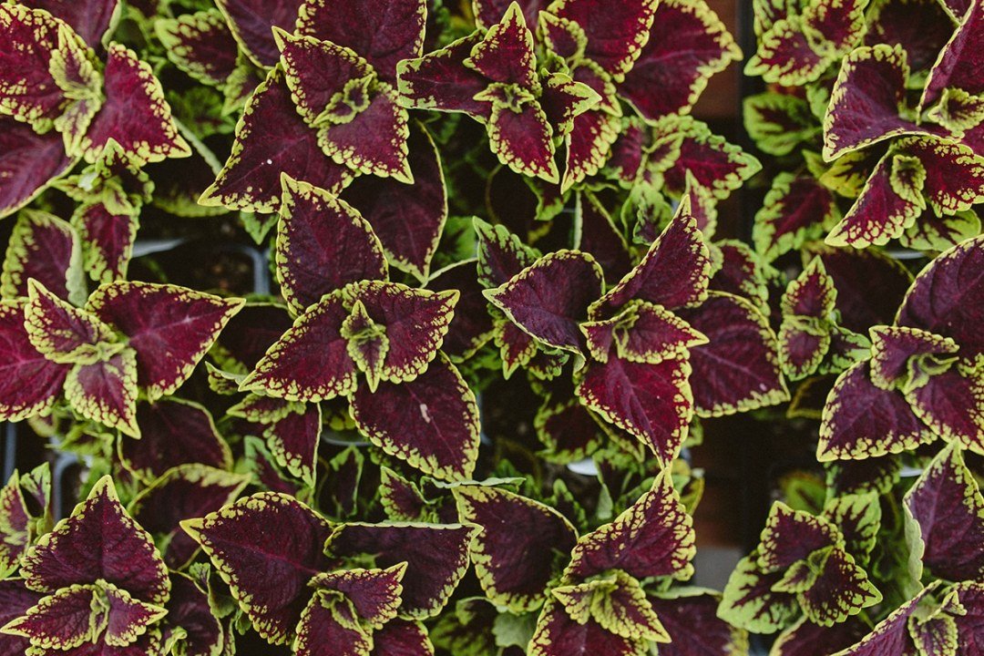 coleus