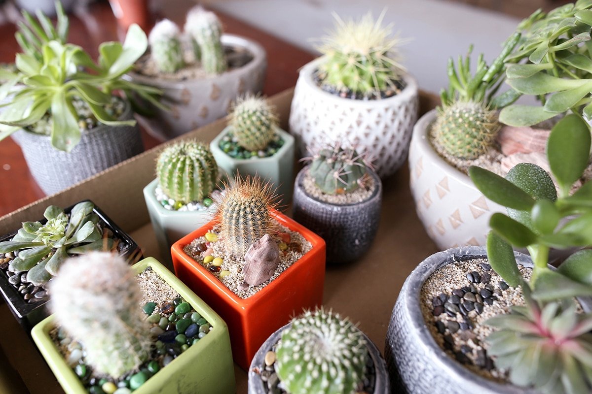 indoor cacti and succulents
