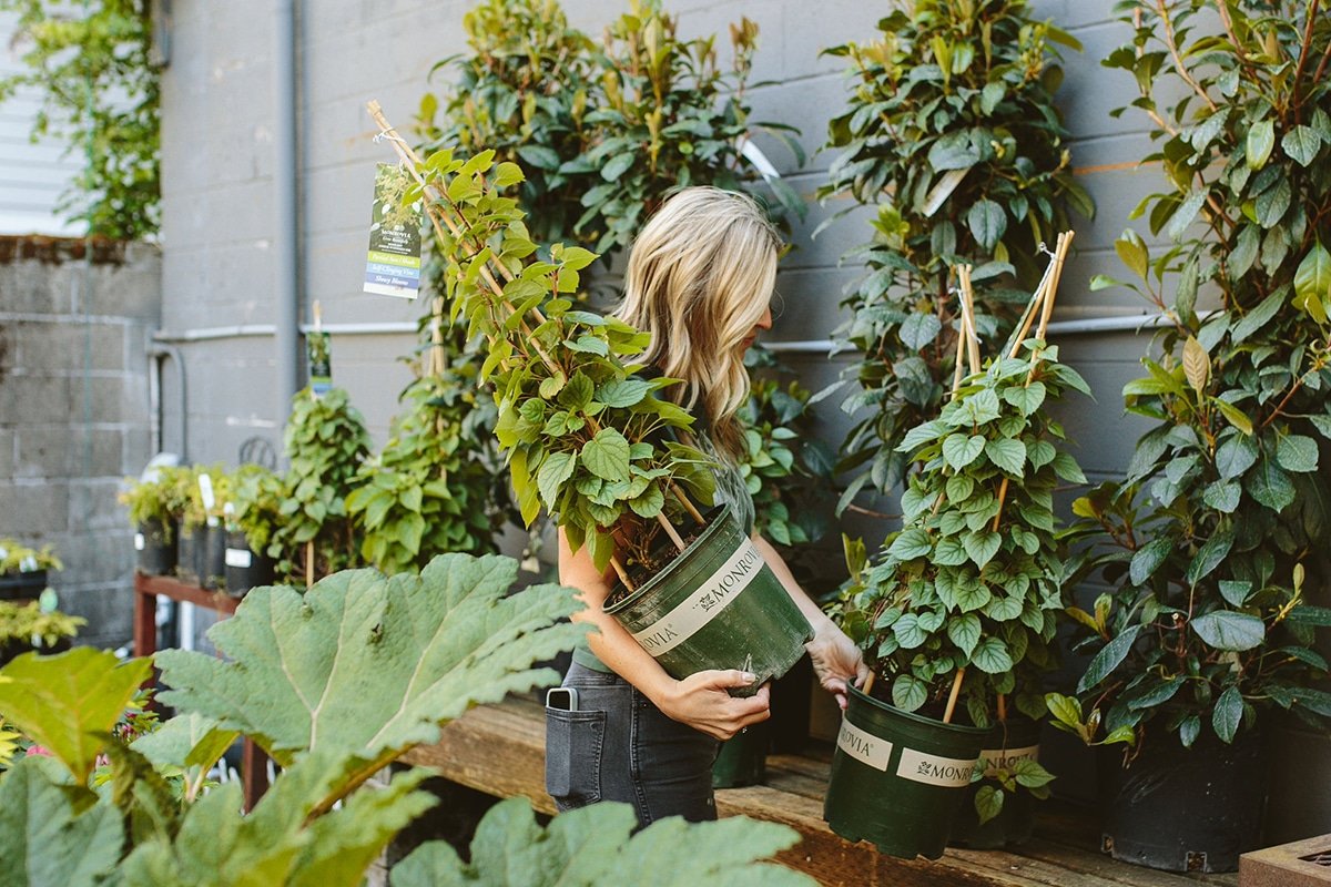 How to Use Vines in the Garden