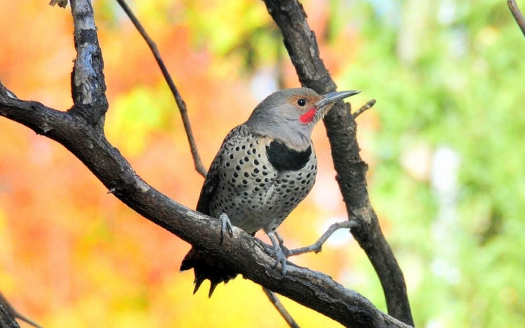 northern flicker