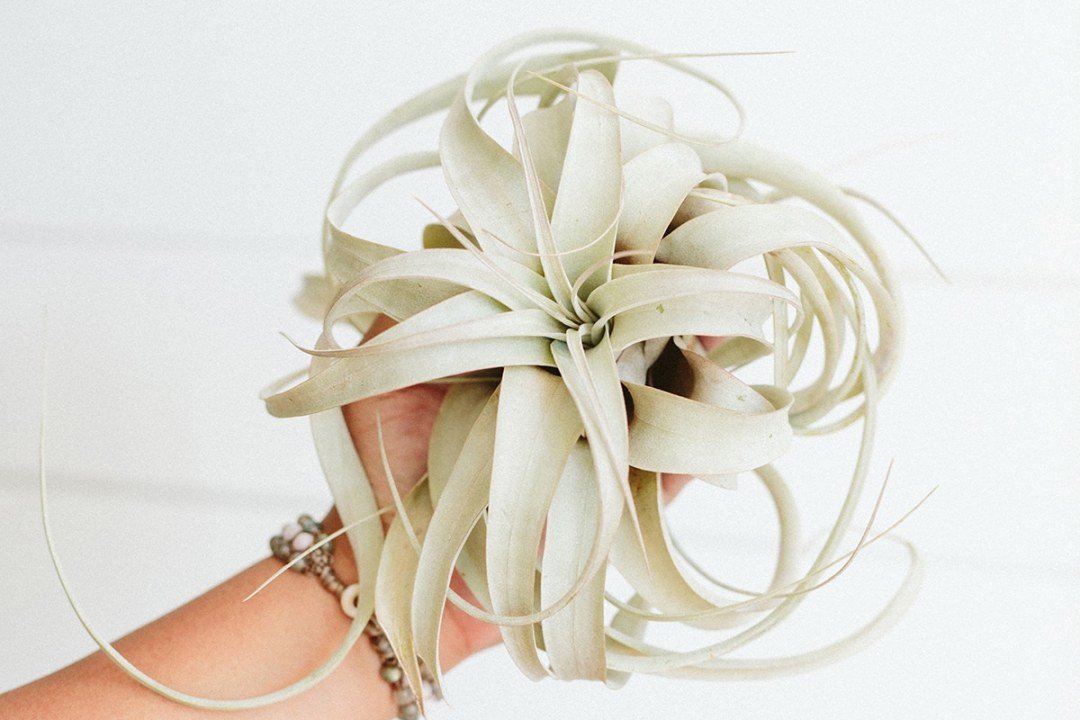 holding an air plant or tillandsia