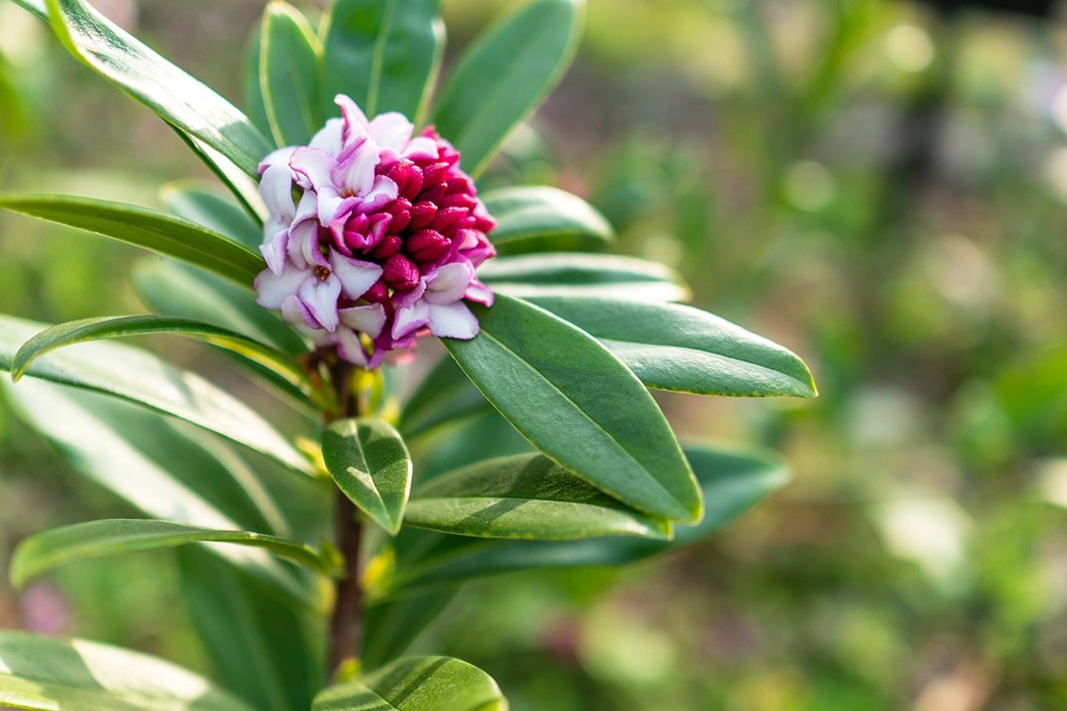 Daphne odora plant blooming in February at a Dennis' 7 Dees Garden Center