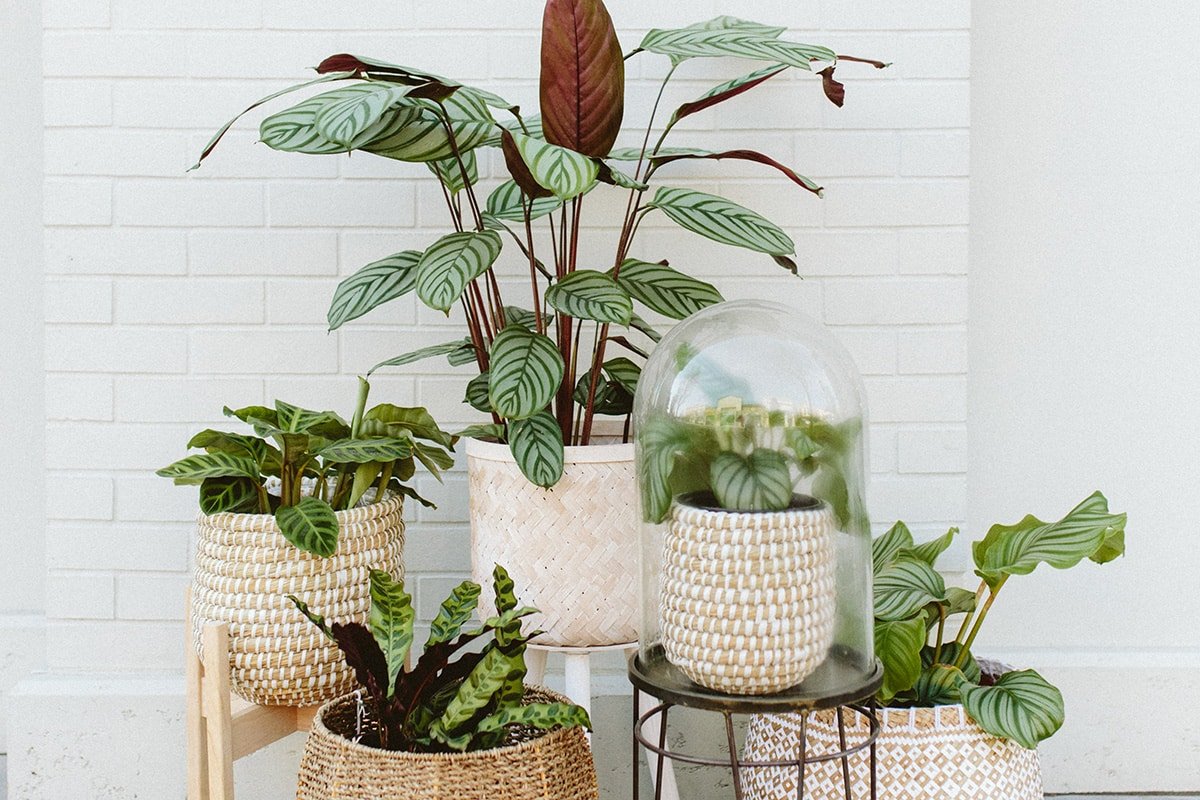 Various Calathea types in baskets against a white wall