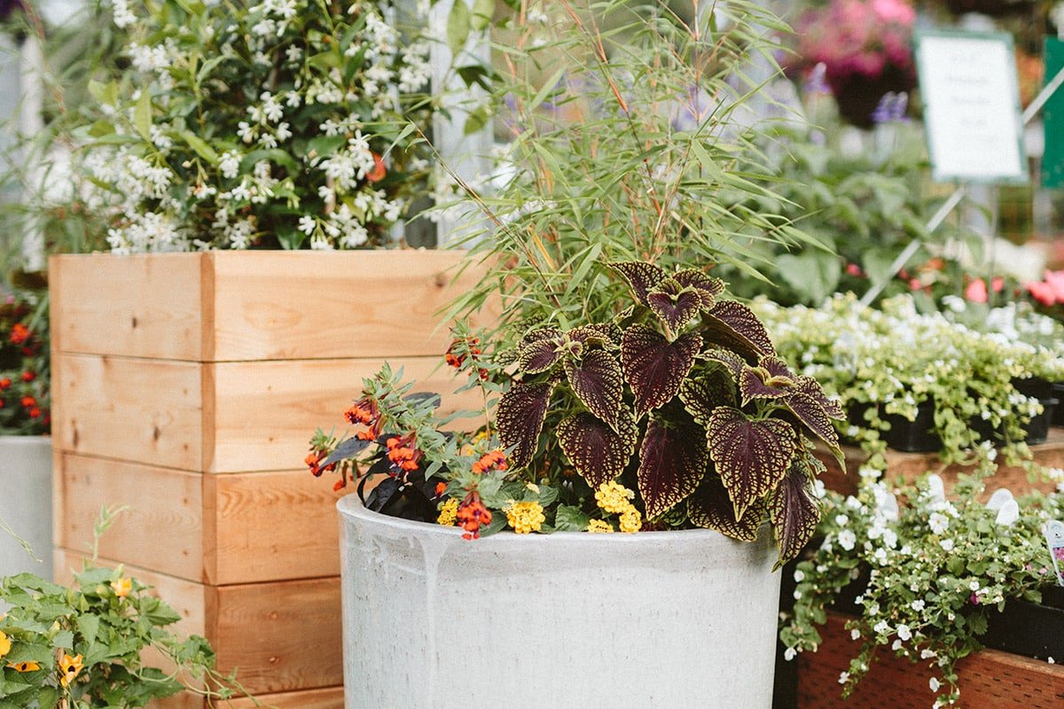 Refreshing Container Plantings