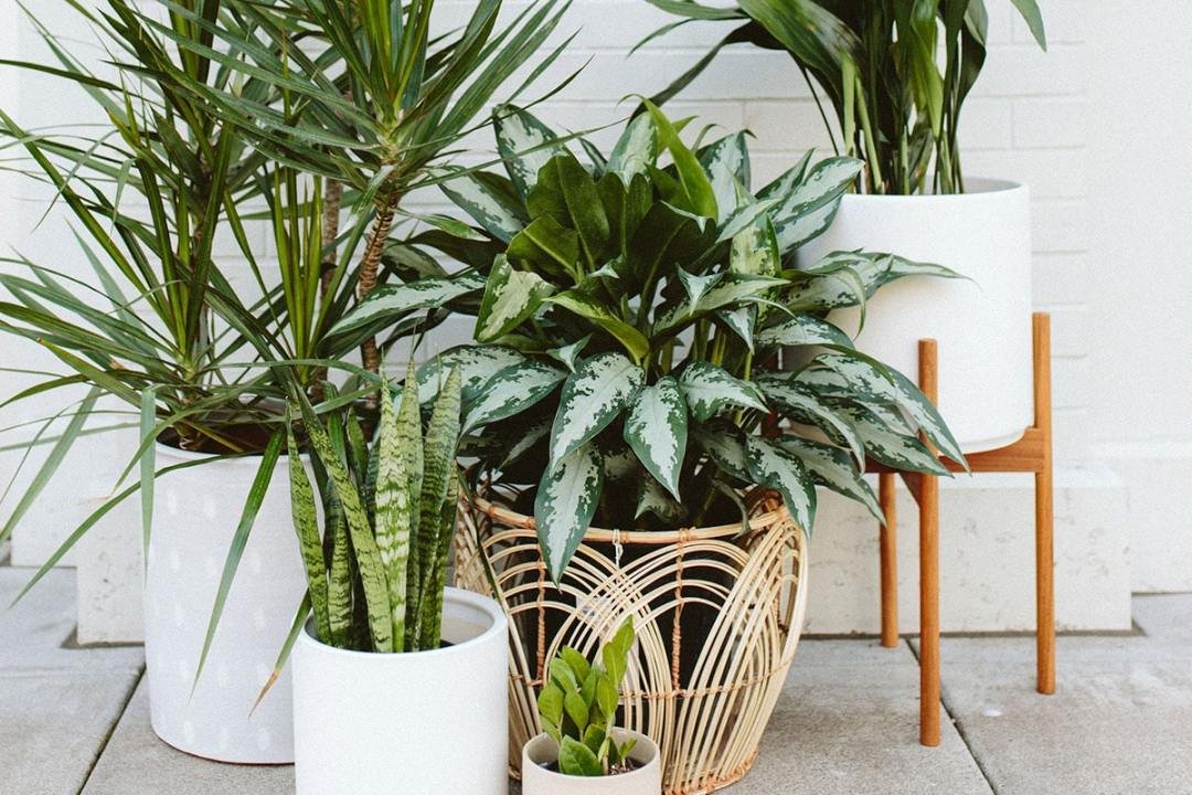 Favorite Low-Light Houseplants - 7 Dees Garden Centers Low Light Houseplants in Grouped Pots