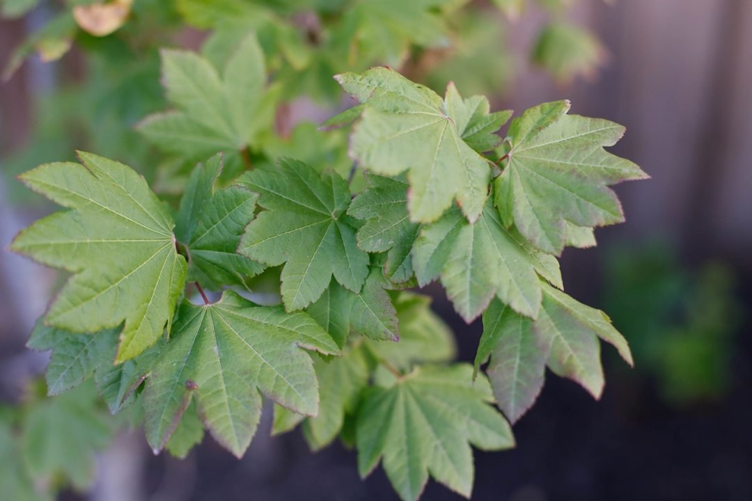 Vine Maple Oregon Trees - Trees under 20 feet tall - Dennis' 7 Dees