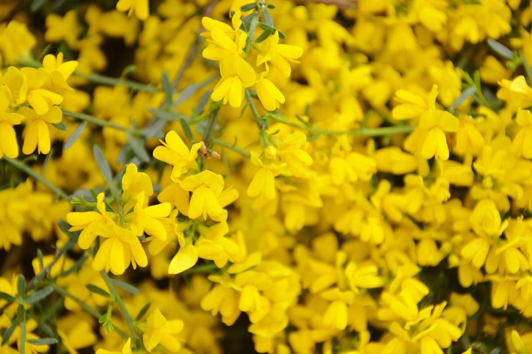 yellow-scotch-broom-shrub Yellow Scotch Broom Shrub
