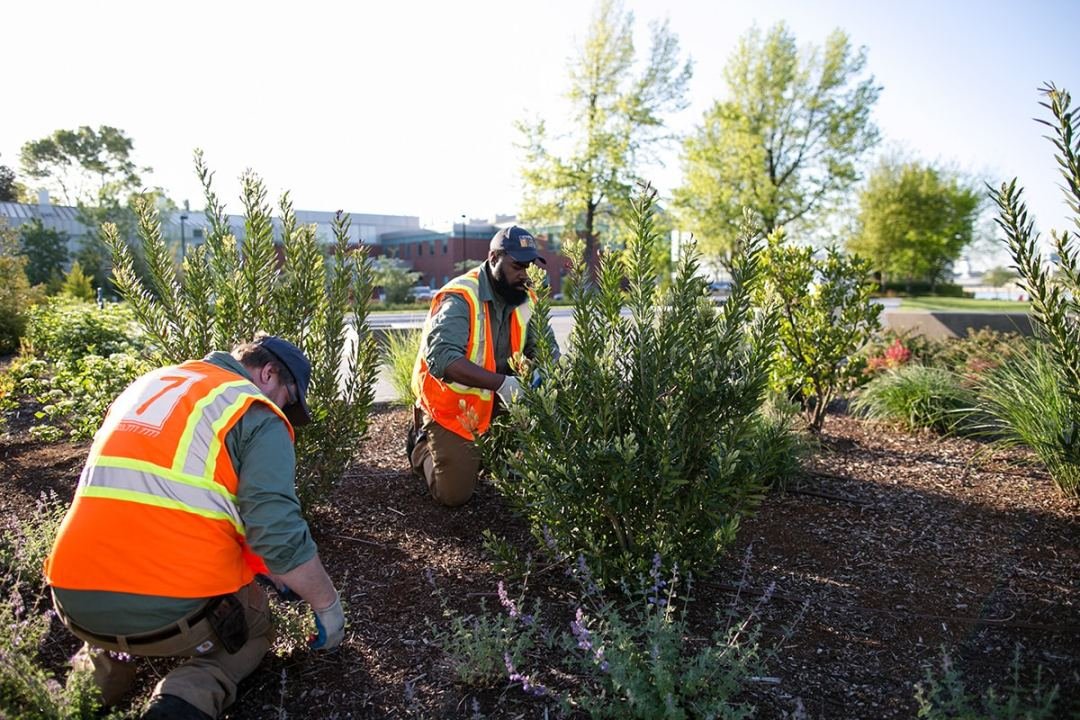 two landscape workers taking care of plants