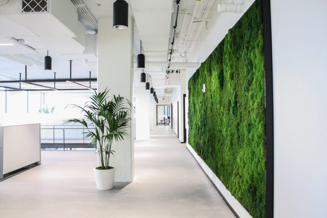 Moss Wall and Palm in an office