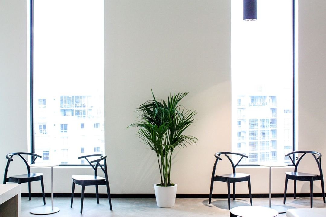 Palm in workplace next to chairs and bistro tables