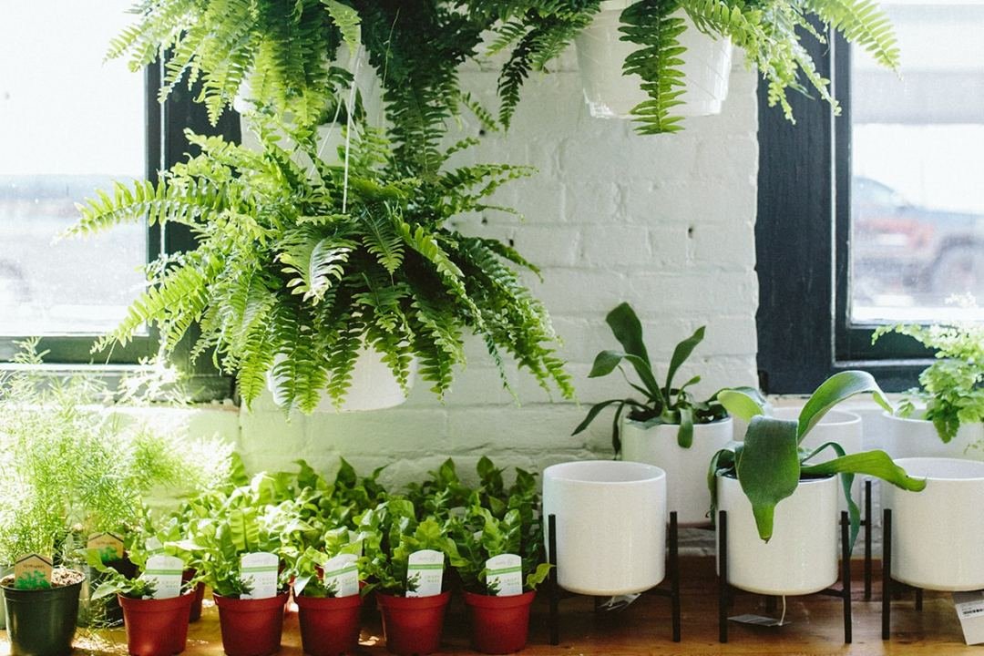 ferns on shelf