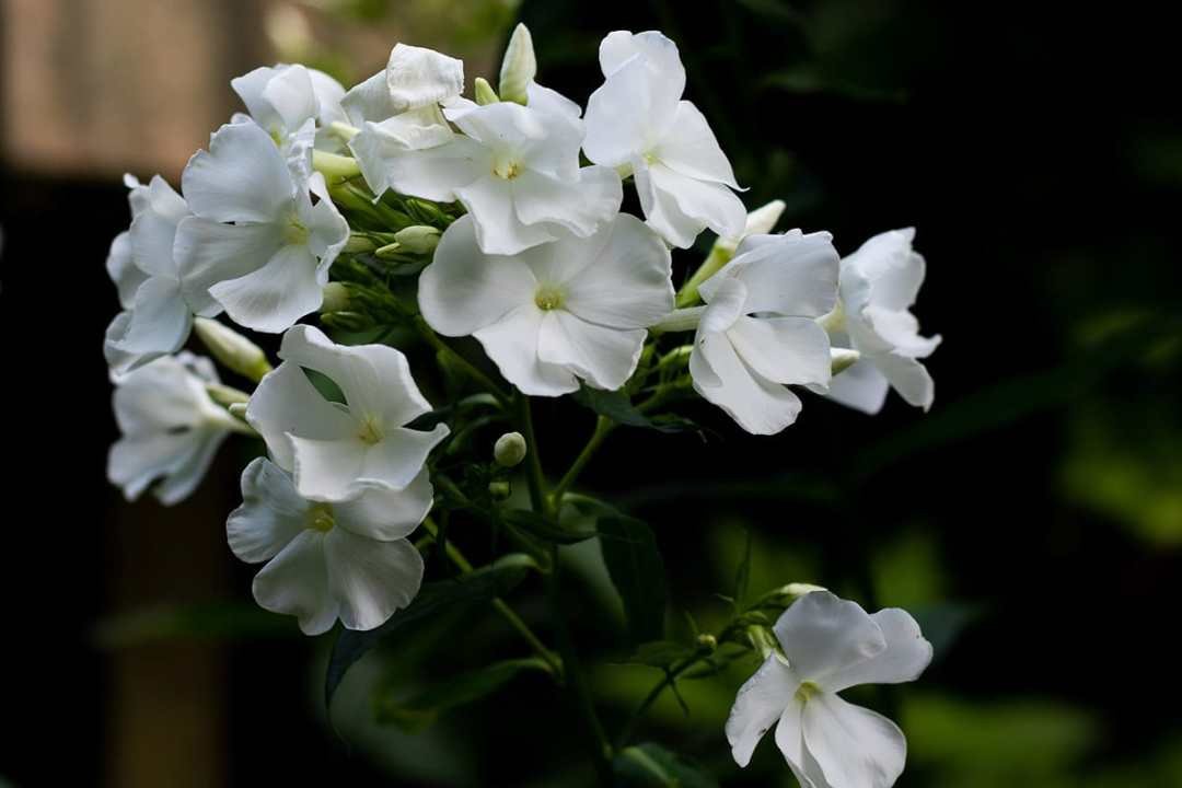 white phlox flowers