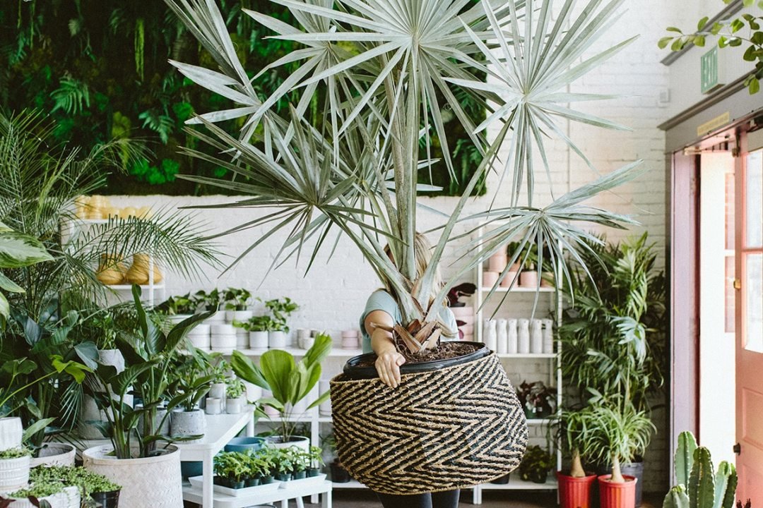 Rent Plants for Any Occasion - from Dennis' 7 Dees Employee holding giant palm plant