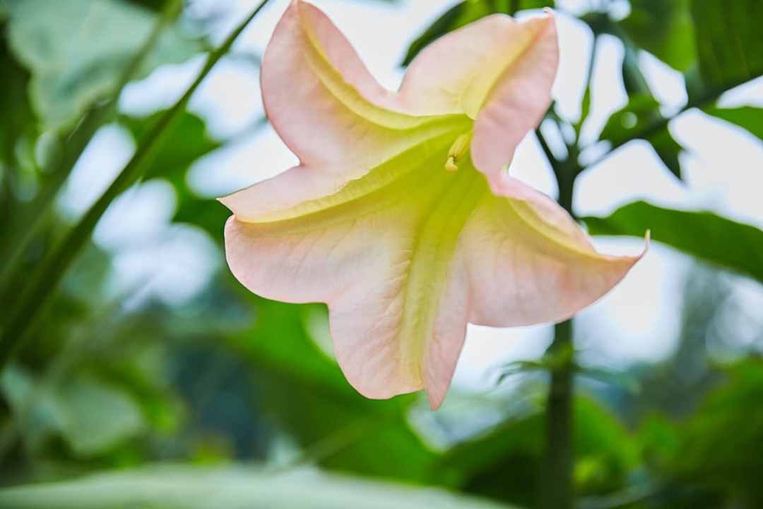 pink Angel's Trumpet flower