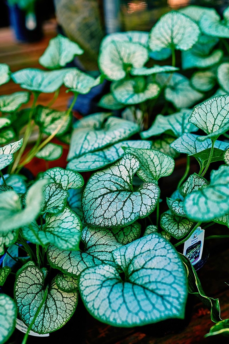 Brunnera Jack Frost leaves