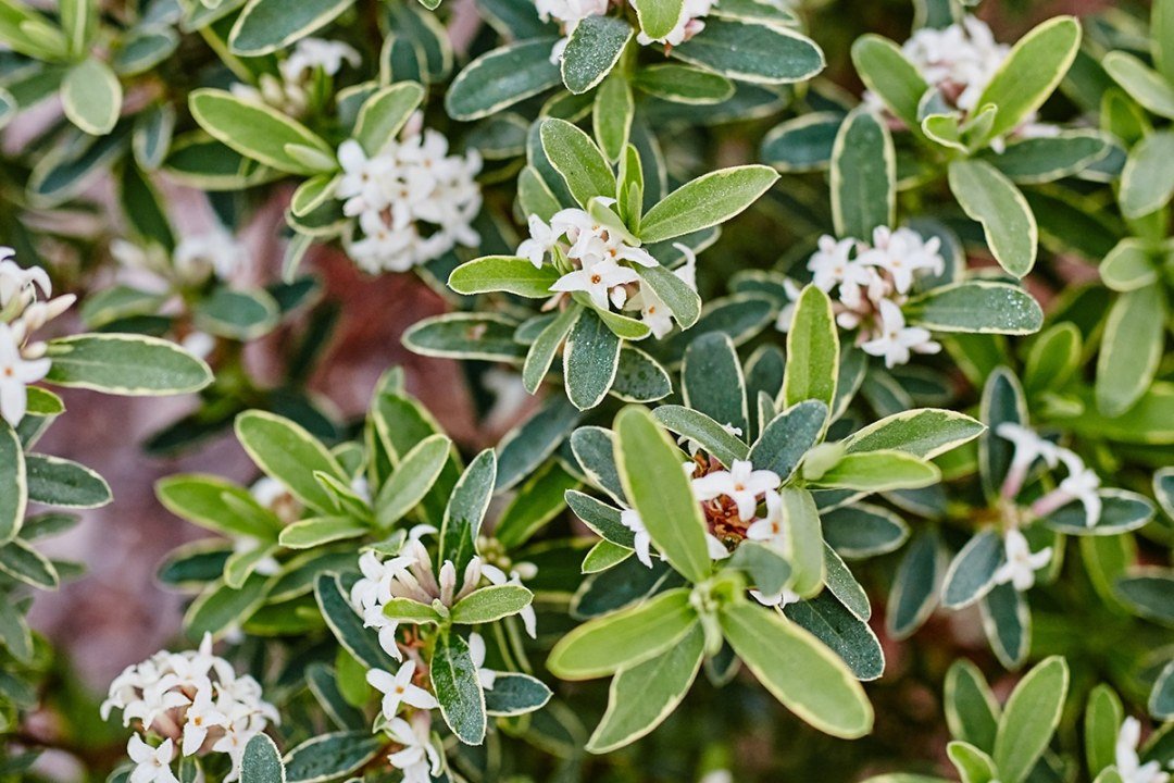 Variegated Daphne