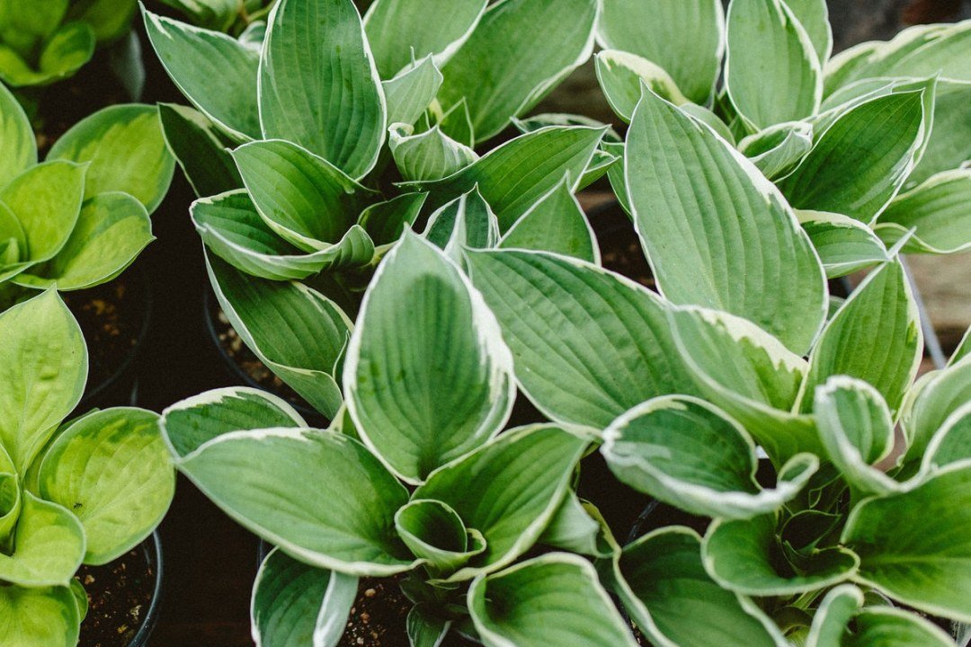 Variegated Hosta Plants