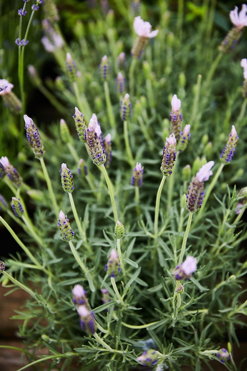 Lavender Plant