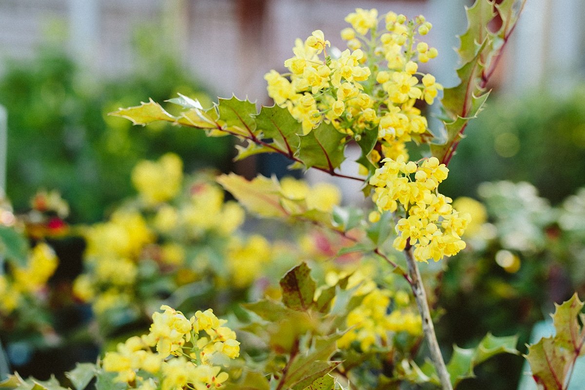 Oregon Grape