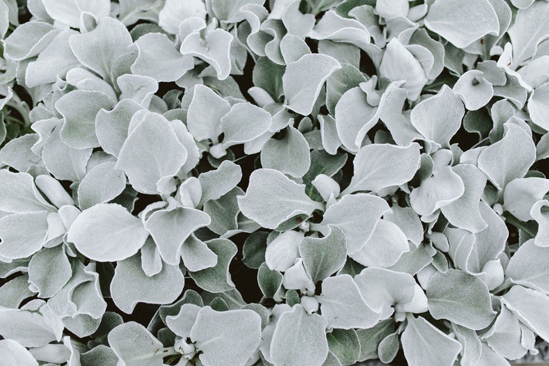 Senecio Angel Wings