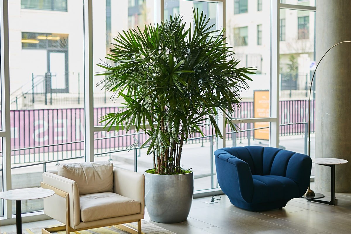3 Ways to Use Plants for Social Distancing in the Workplace
