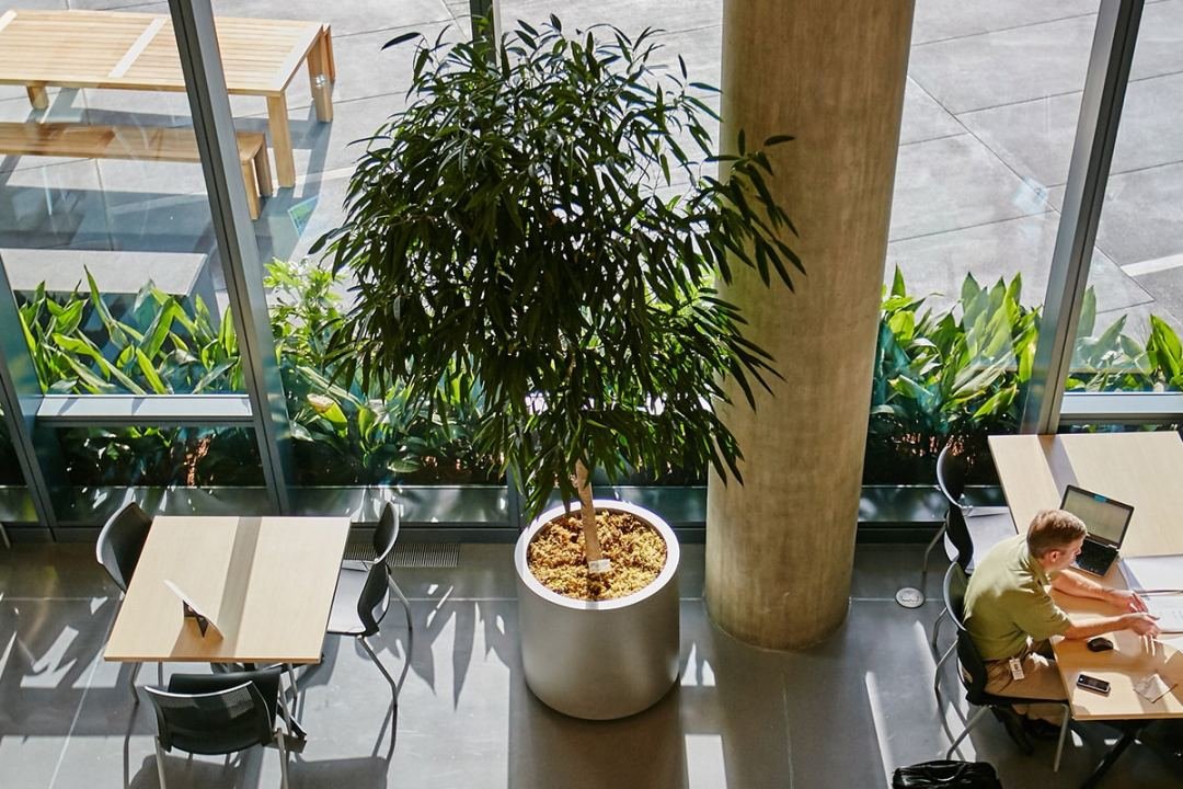 Moss Wall and Palm in an office