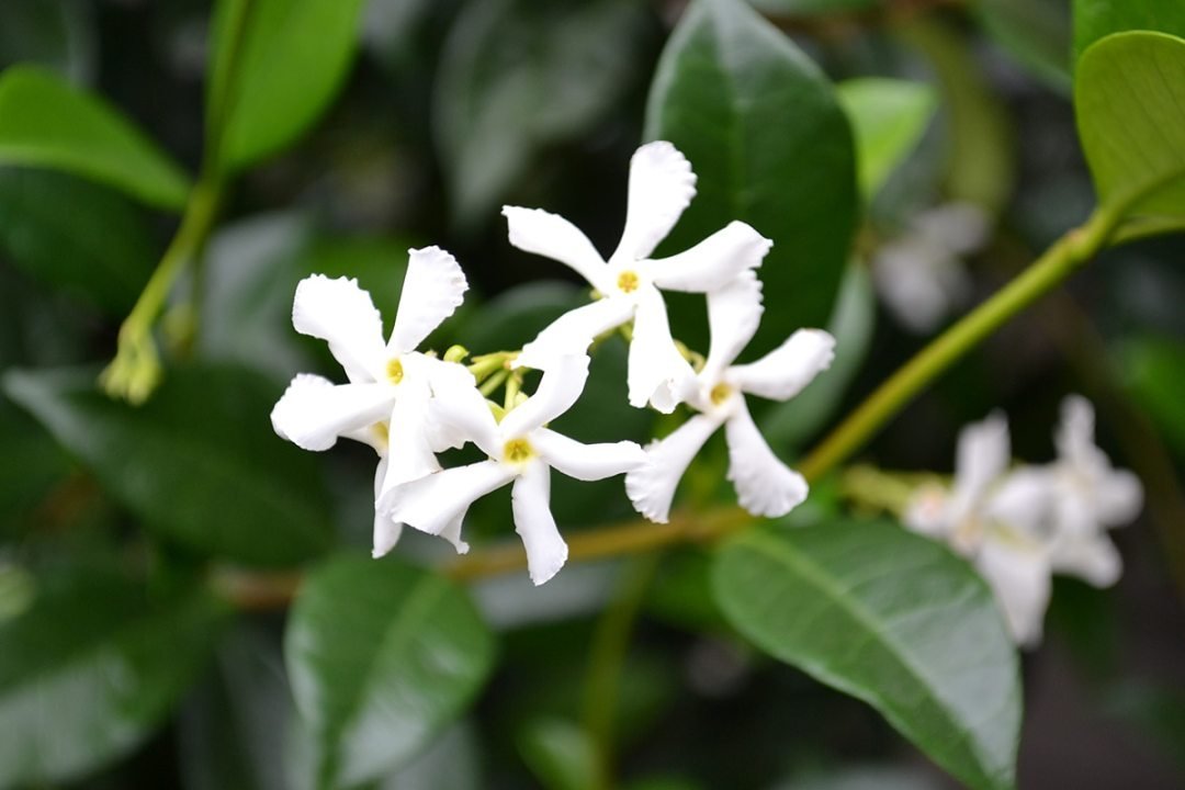 Star Jasmine flowers