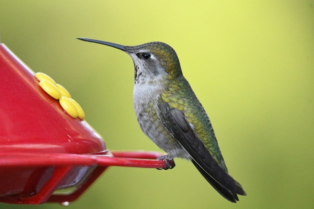 Female Anna's Hummingbird