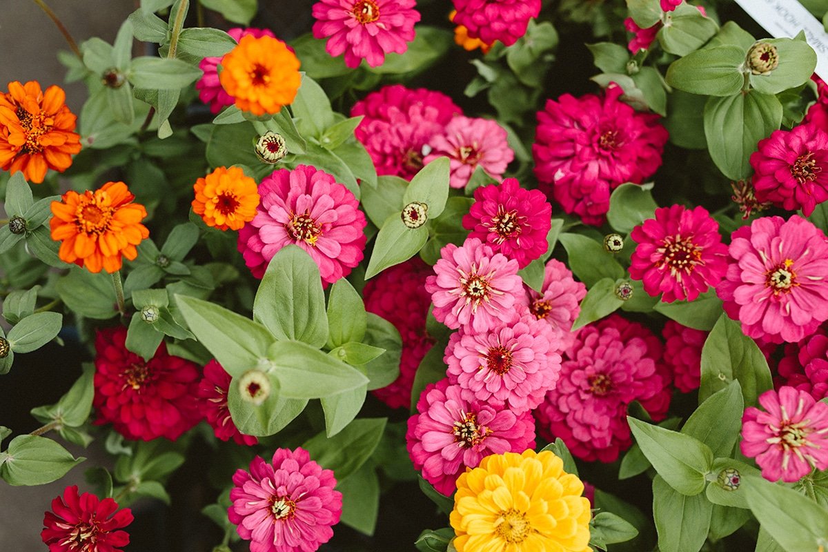 Colorful Zinnias blooming in August at a Dennis' 7 Dees Garden Center