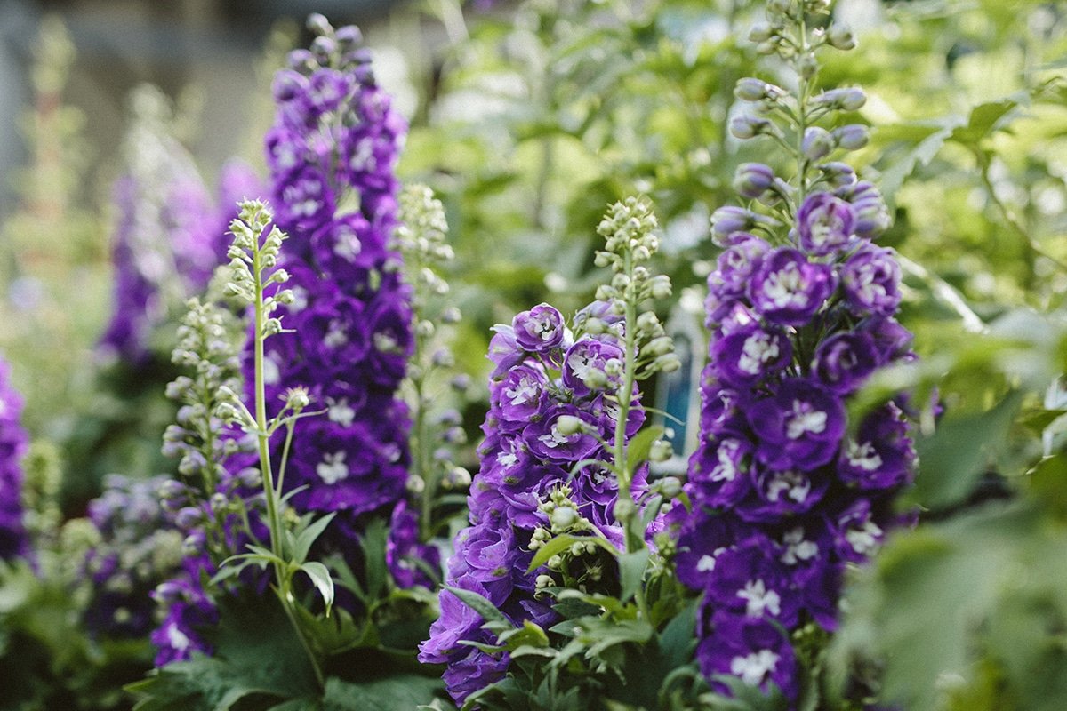 Purple delphiniums blooming in June at a Dennis' 7 Dees Garden Center