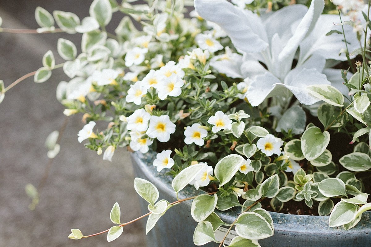 container planting with white flowers and foliage