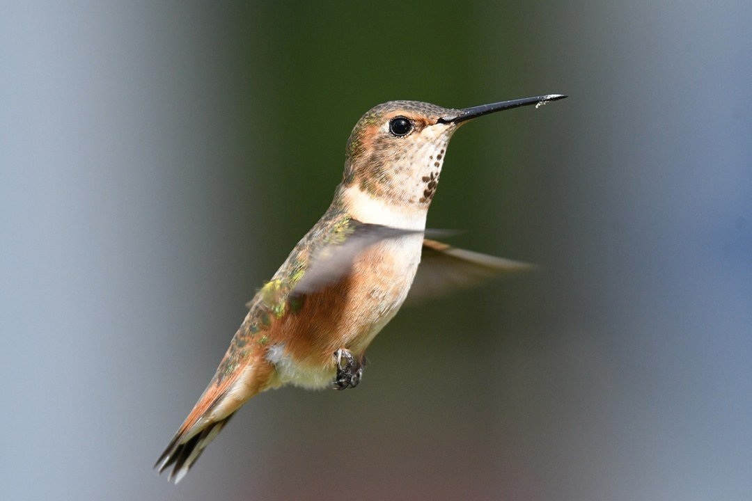 Female Rufous Hummingbird
