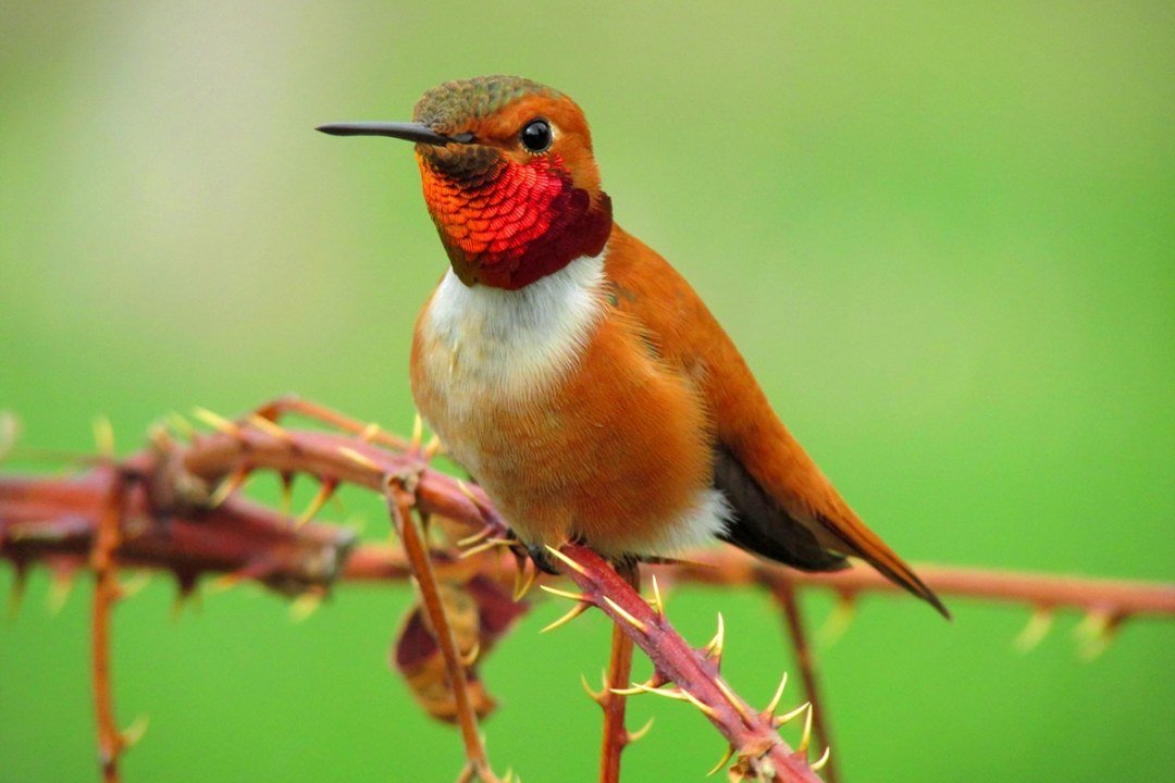 Male Rufous Hummingbird