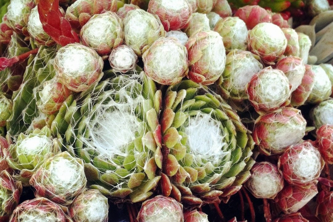 cobweb sempervivum