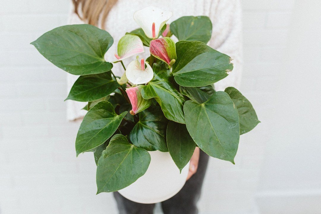anthurium plant in pot