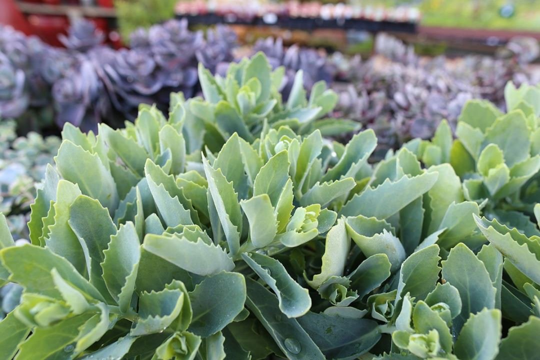 green sedum plants