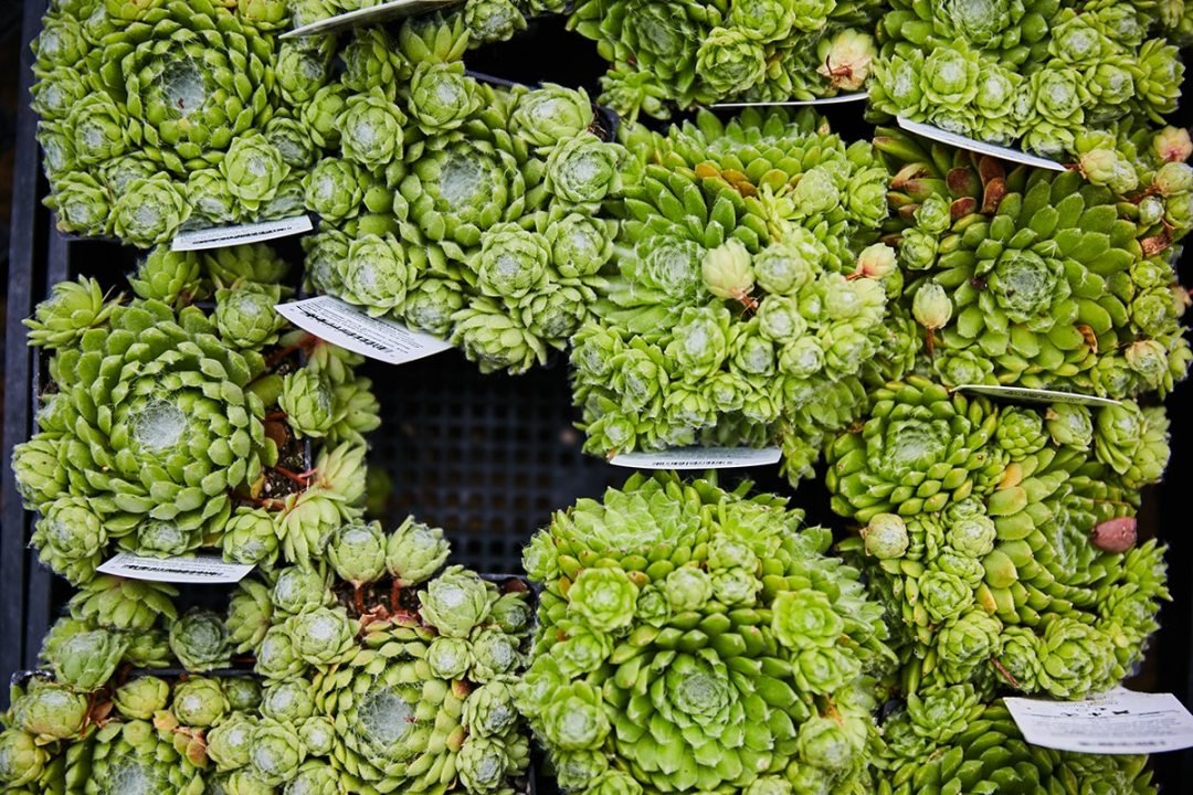 green hens and chicks