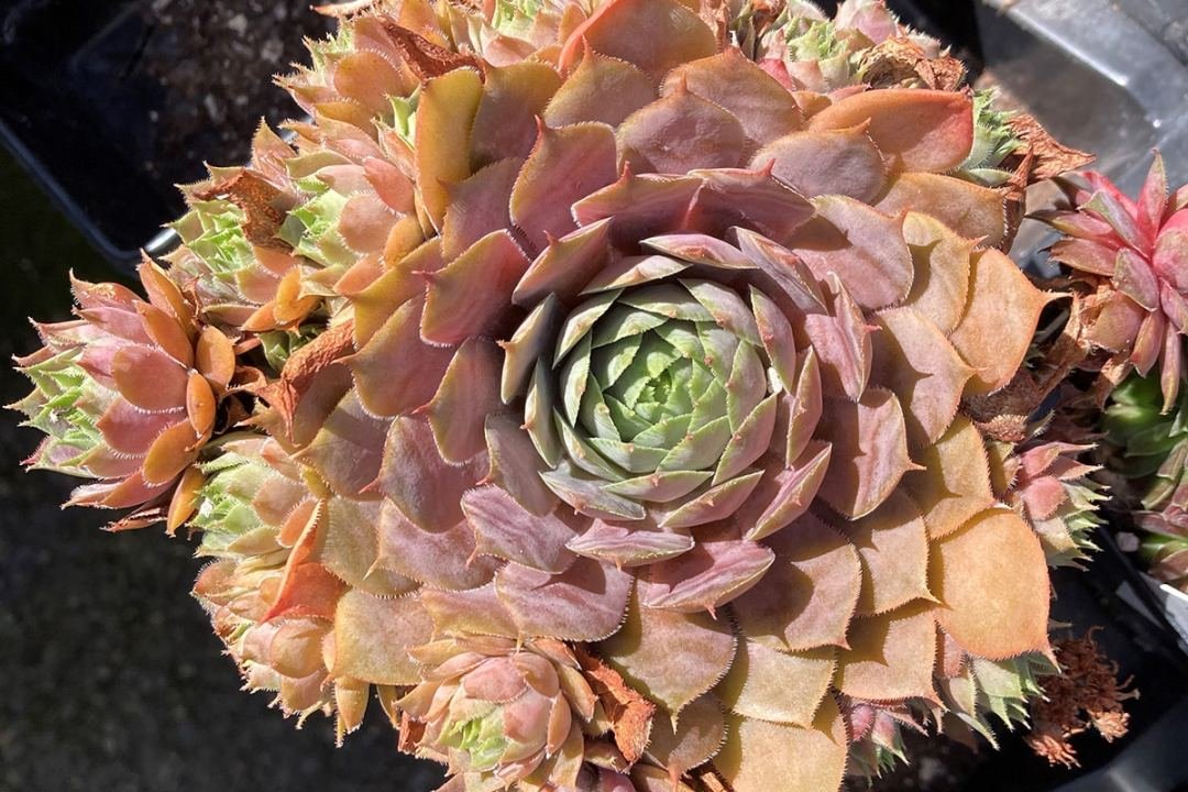 hens and chicks succulents