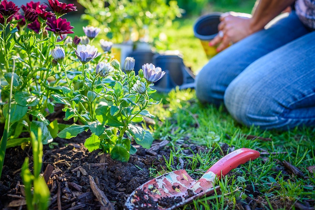 gardener planting flowers in the ground