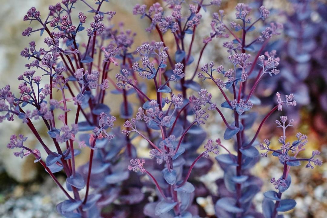purple flowering sedum stonecrop