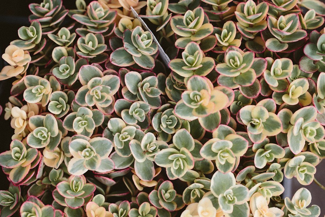 sedum crassulaceae closeup