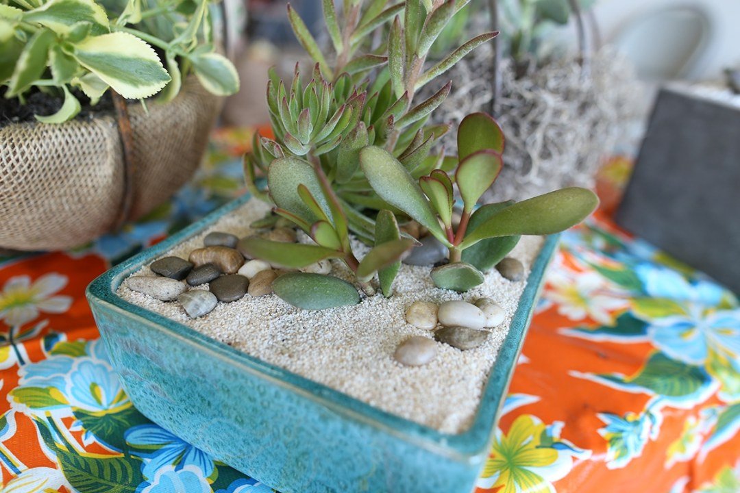 succulent dish planting