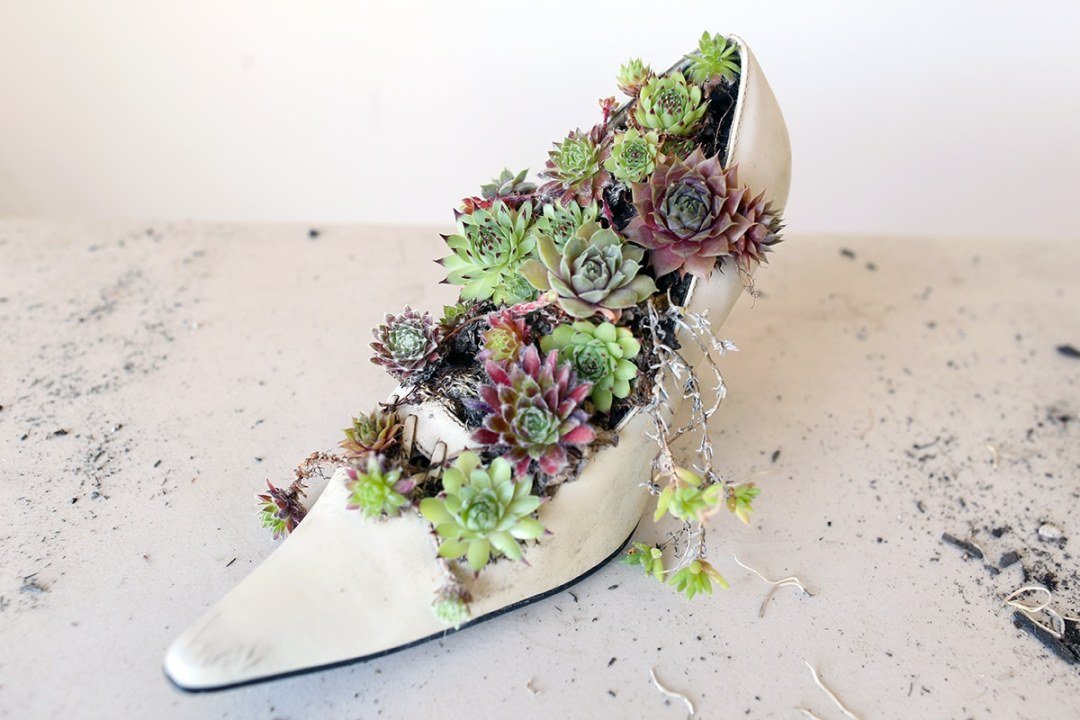 succulents planted in a shoe