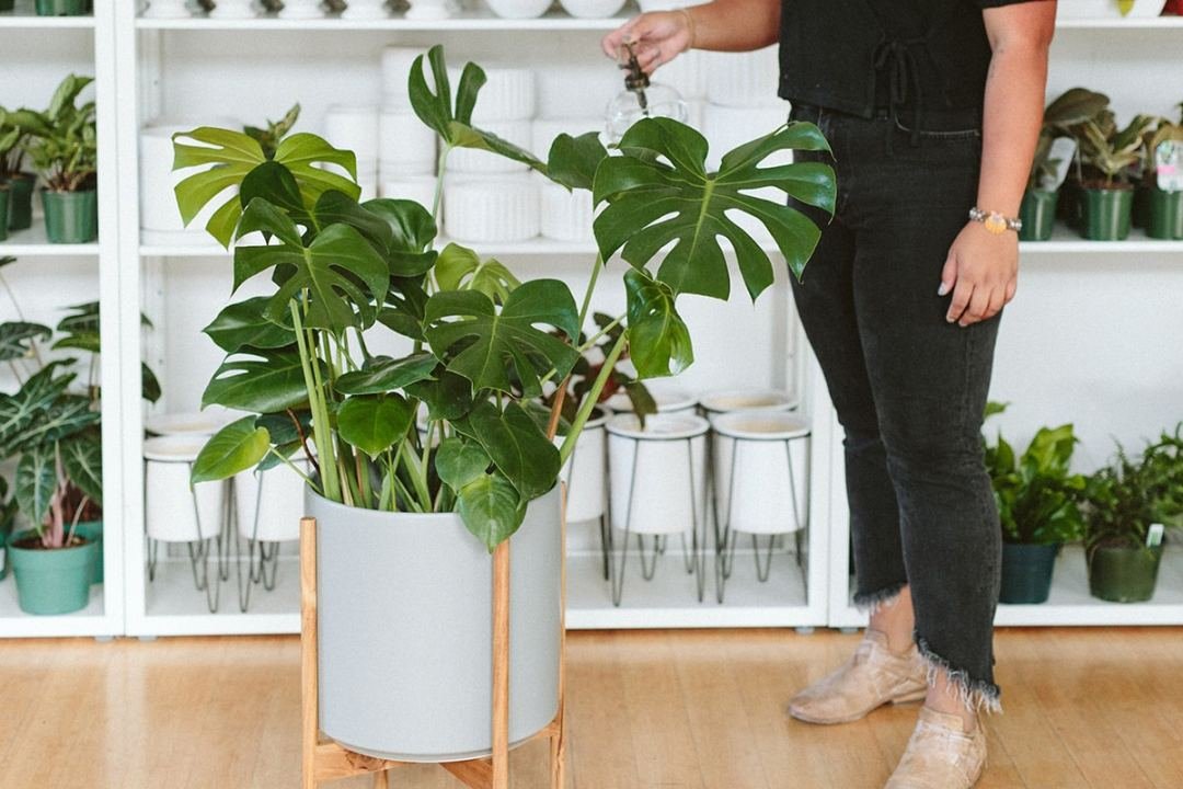misting monstera leaves