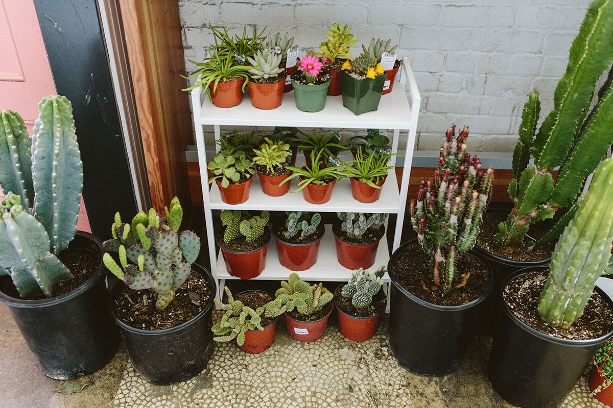 assorted cactus plants
