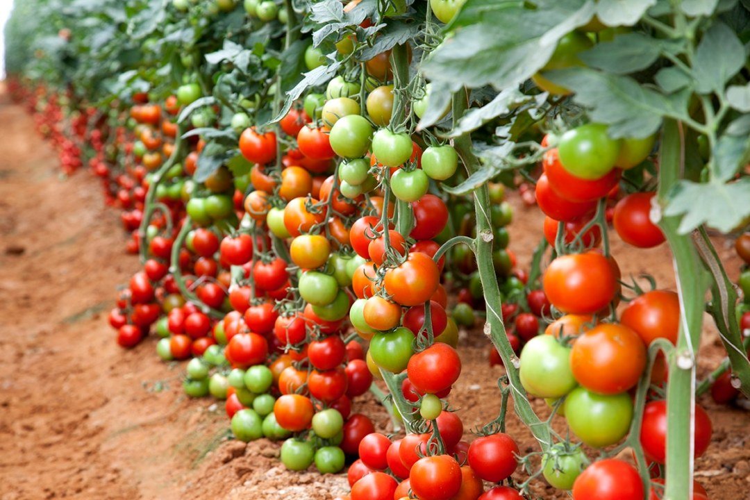 tomato gardening