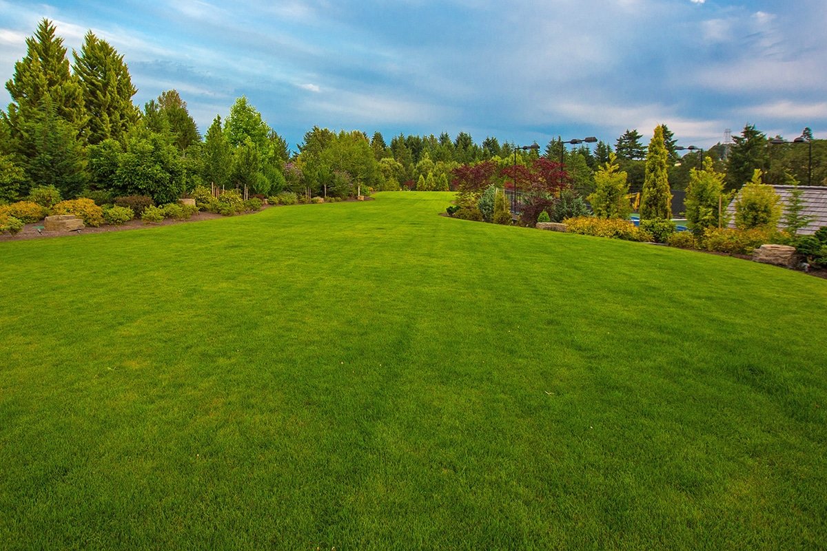 large healthy green lawn