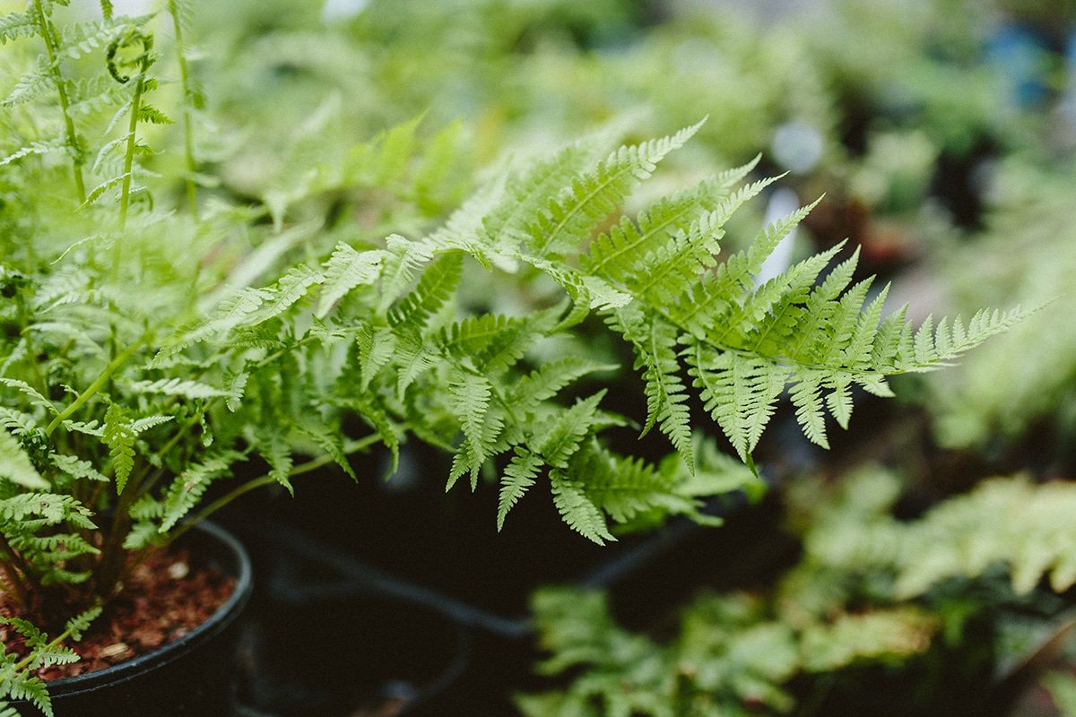 All About Outdoor Ferns