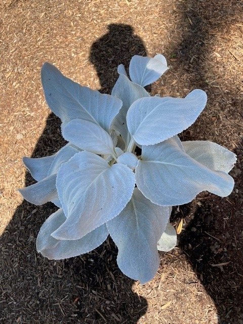 recovered angel wings plant after heatwave